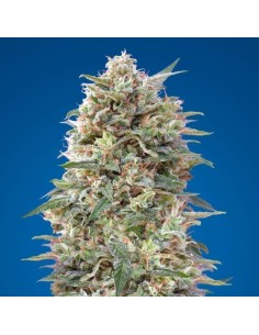 00 SEEDS BANK - California Kush - 1