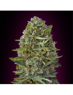 00 SEEDS BANK - Caramel Kush - 1