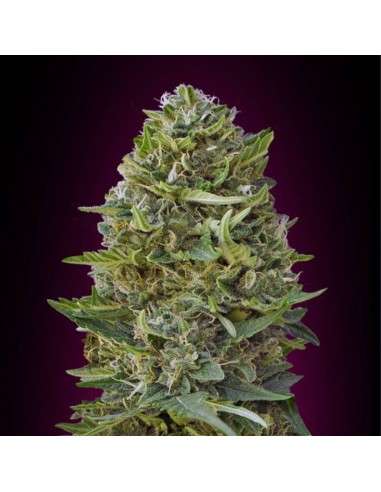 00 SEEDS BANK - Caramel Kush - 1