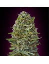 00 SEEDS BANK - Caramel Kush - 1