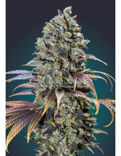 00 SEEDS BANK - Chocolate Cream - 1