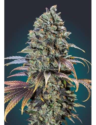 00 SEEDS BANK - Chocolate Cream - 1