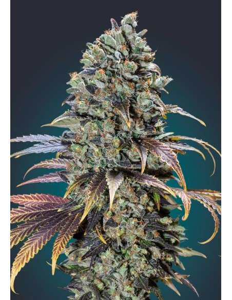 00 SEEDS BANK - Chocolate Cream - 1