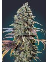 00 SEEDS BANK - Chocolate Cream - 1