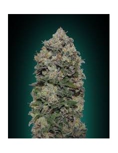00 SEEDS BANK - Northern Lights - 1