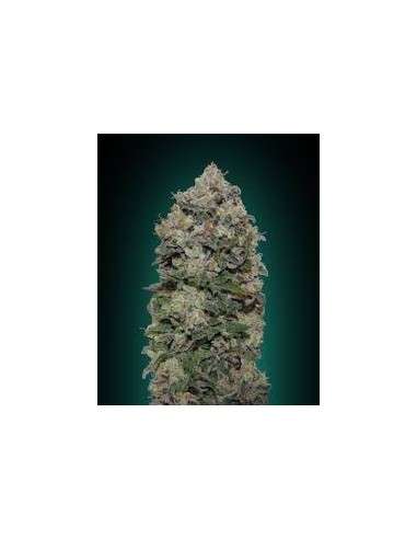 00 SEEDS BANK - Northern Lights - 1