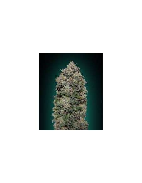 00 SEEDS BANK - Northern Lights - 1