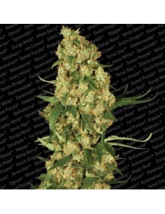 PARADISE SEEDS - Wappa - 1