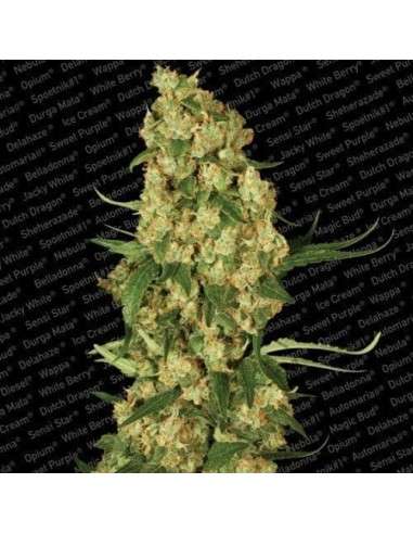 PARADISE SEEDS - Wappa - 1