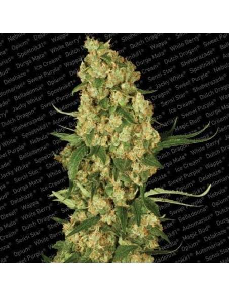 PARADISE SEEDS - Wappa - 1