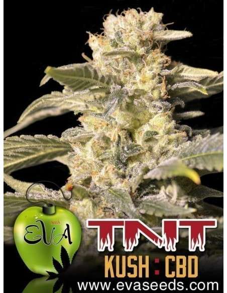 Eva Seeds - TNT Kush CBD - 1