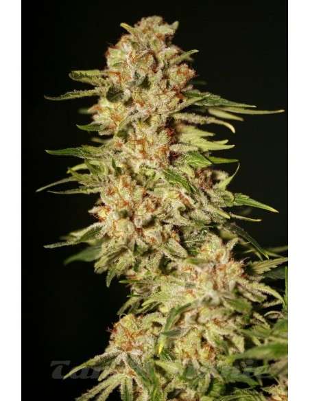 EVA SEEDS - Papa's Candy - 1