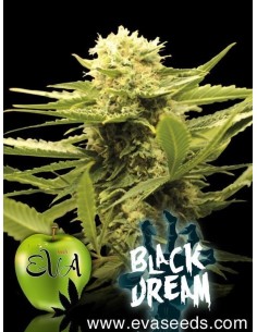 EVA SEEDS - Black Dream - 1