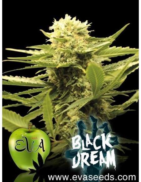 EVA SEEDS - Black Dream - 1
