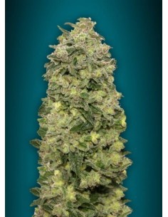 ADVANCED SEEDS - Auto Afghan Skunk - 1