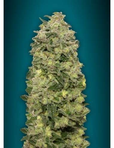 ADVANCED SEEDS - Auto Afghan Skunk - 1