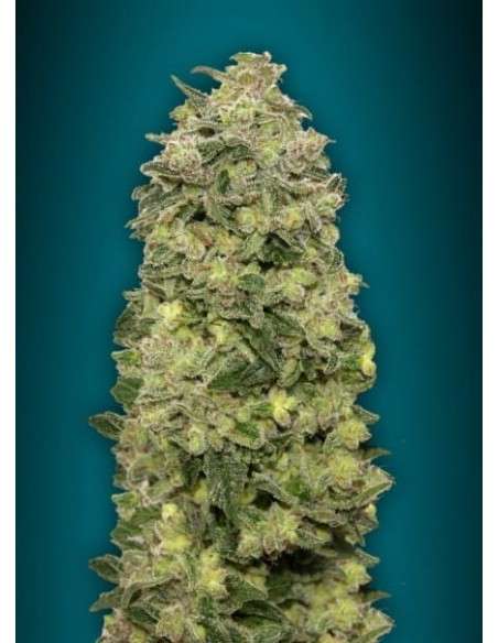 ADVANCED SEEDS - Auto Afghan Skunk - 1