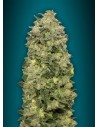 ADVANCED SEEDS - Auto Afghan Skunk - 1