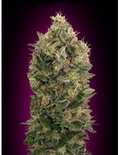 ADVANCED SEEDS - Auto Black Diesel - 1