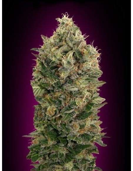 ADVANCED SEEDS - Auto Black Diesel - 1