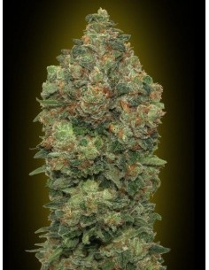 ADVANCED SEEDS - Auto Critical Soma - 1