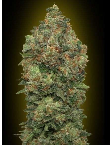 ADVANCED SEEDS - Auto Critical Soma - 1