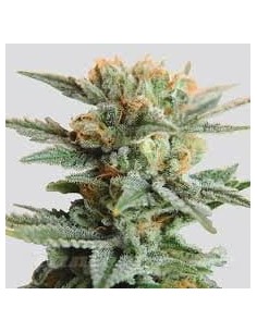NIRVANA - Blueberry Kush Auto - 1