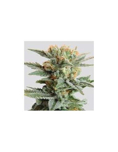 NIRVANA - Blueberry Kush Auto - 1