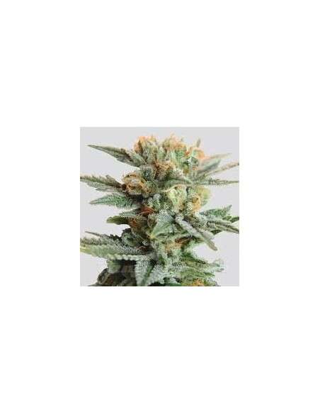 NIRVANA - Blueberry Kush Auto - 1