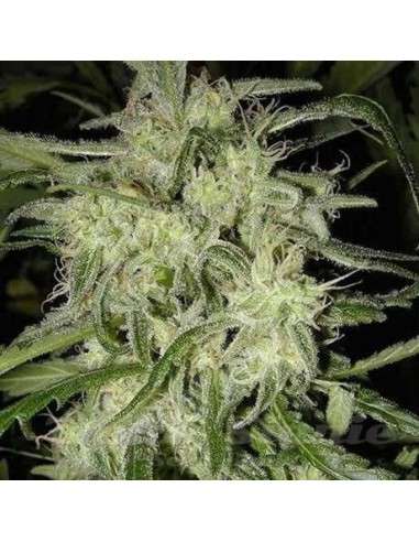 NIRVANA - Lemon OG Haze Auto - 1