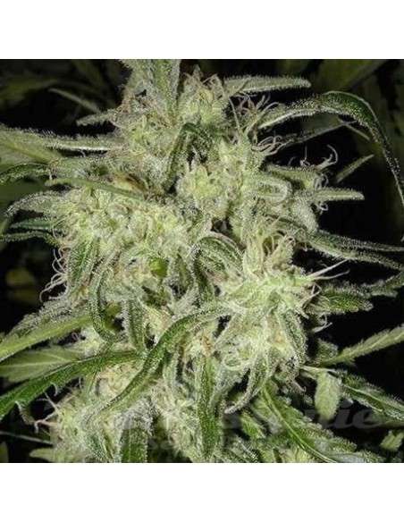 NIRVANA - Lemon OG Haze Auto - 1