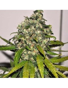 NIRVANA - AK-48 Auto - 1