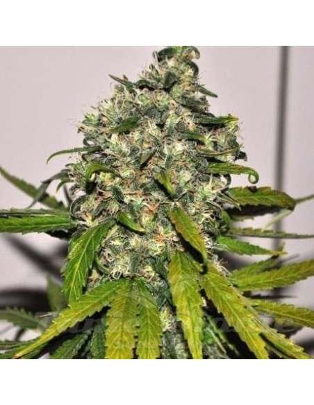 NIRVANA - AK-48 Auto - 1