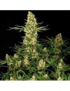 PARADISE SEEDS - Wappa - 1 2