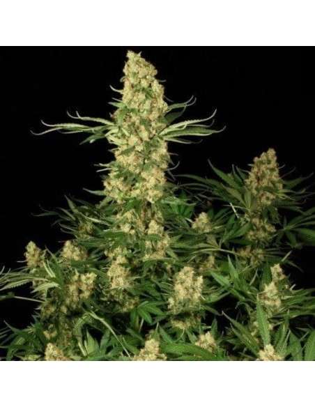 PARADISE SEEDS - Wappa - 2