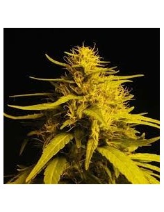 NIRVANA - Haze 1 - 1
