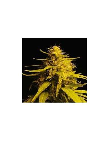 NIRVANA - Haze 1 - 1