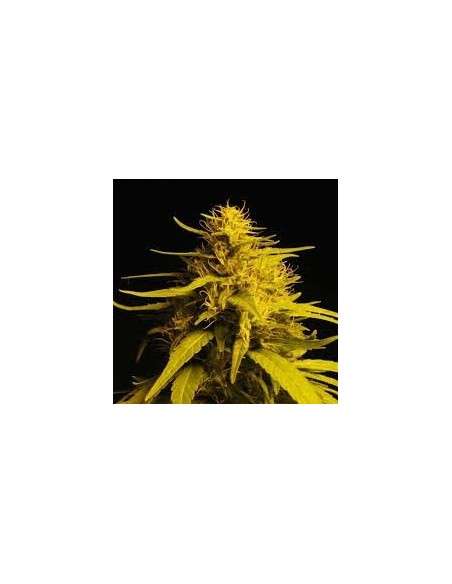 NIRVANA - Haze 1 - 1