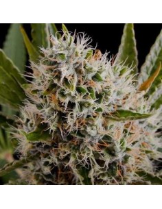 NIRVANA - Lithium OG Kush - 1