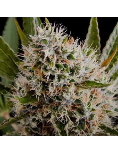NIRVANA - Lithium OG Kush - 1