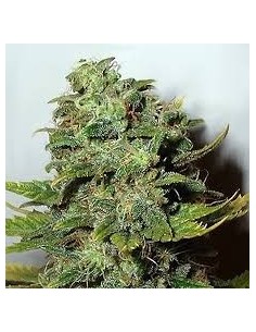 NIRVANA - Mango Skunk - 1