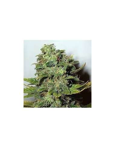 NIRVANA - Mango Skunk - 1
