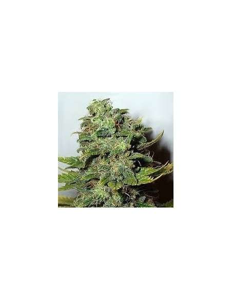 NIRVANA - Mango Skunk - 1