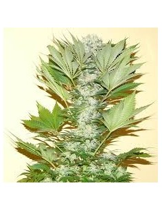 NIRVANA - Misty Kush - 1