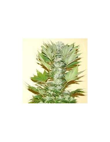 NIRVANA - Misty Kush - 1