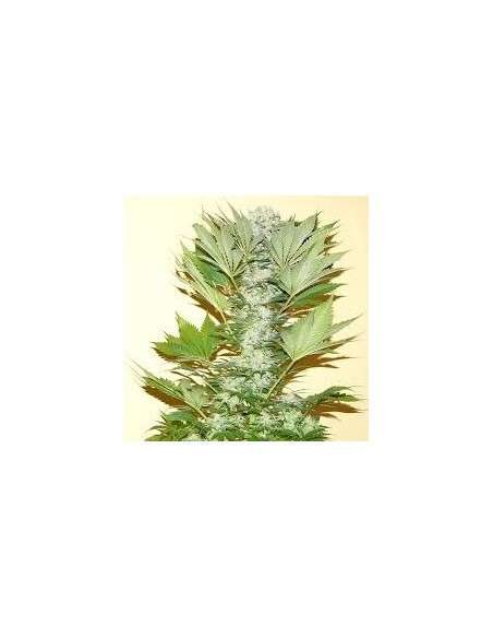 NIRVANA - Misty Kush - 1