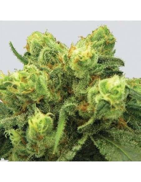 NIRVANA - Pre-99 Big Bud - 1