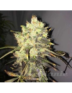 NIRVANA - Supreme CBD Durban - 1