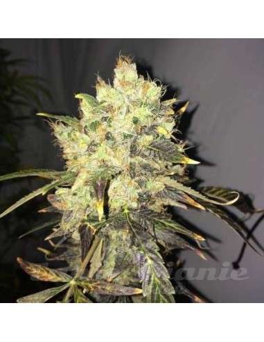 NIRVANA - Supreme CBD Durban - 1