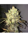 NIRVANA - Supreme CBD Durban - 1